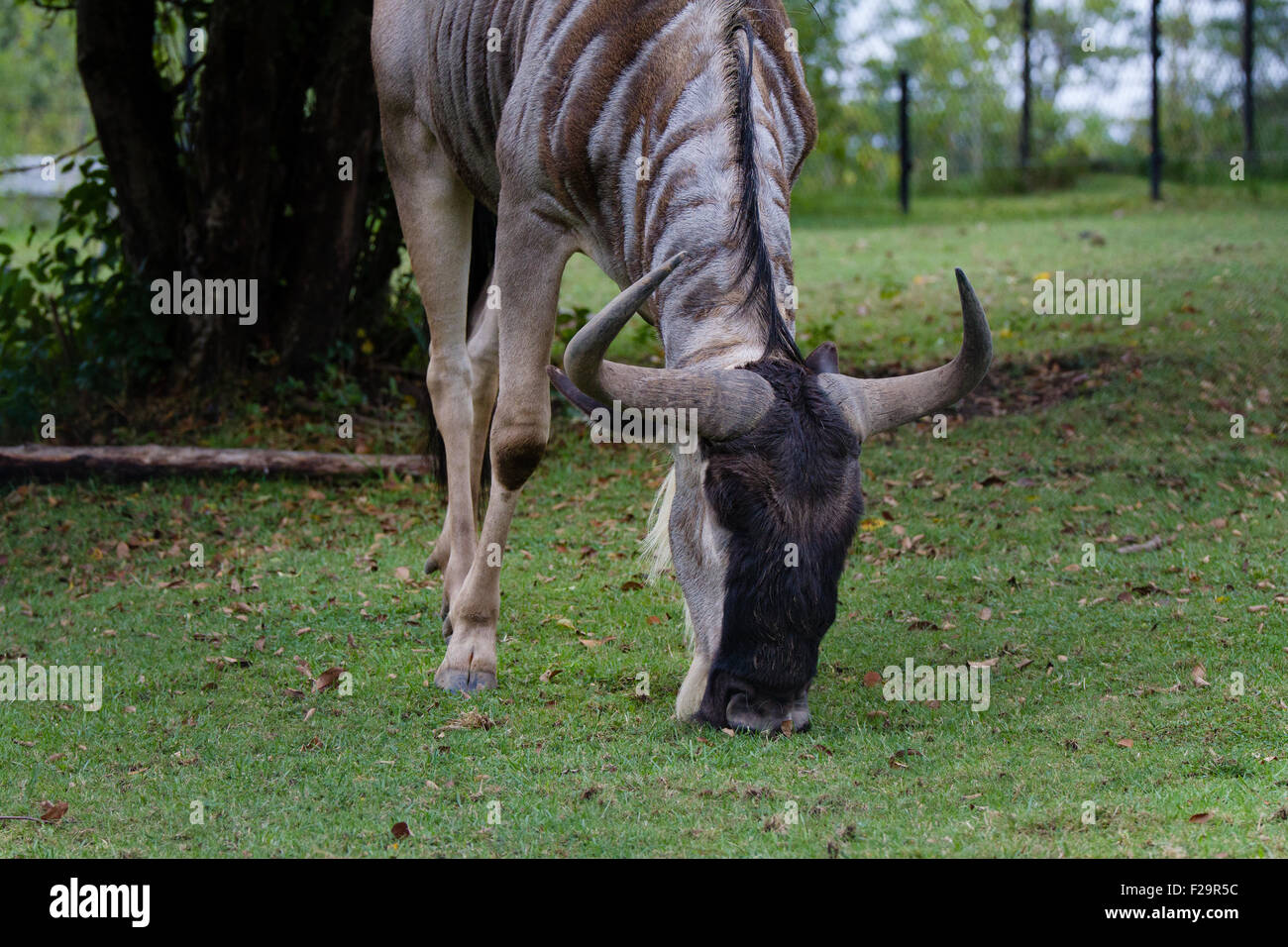 Bovins Watusi Ankole mange de l'herbe "roi des animaux" Banque D'Images