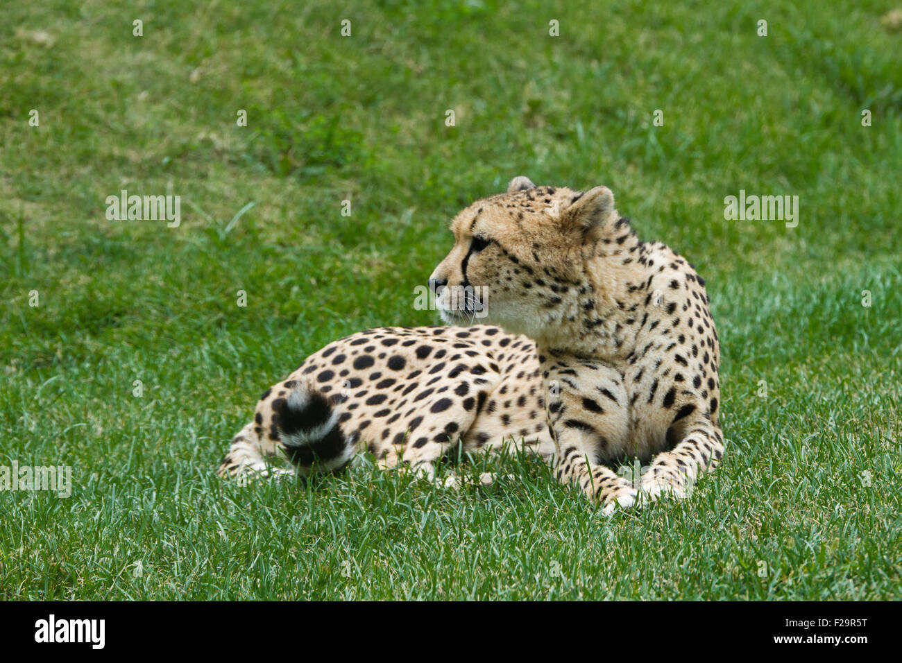 Champ ouvert de l'herbe couchée Cheetah Banque D'Images