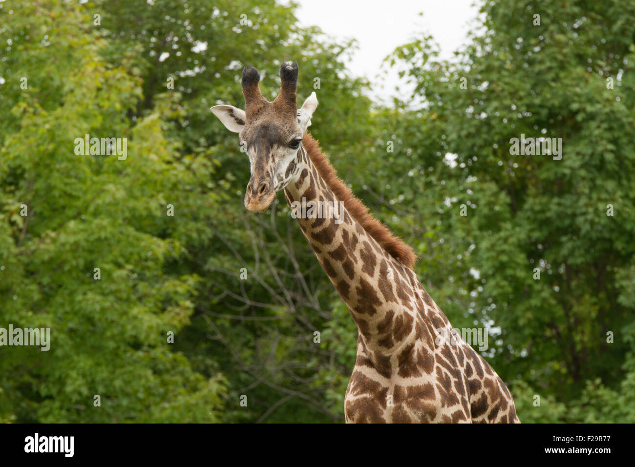 Girafe 'long cou' forêt animaux Banque D'Images