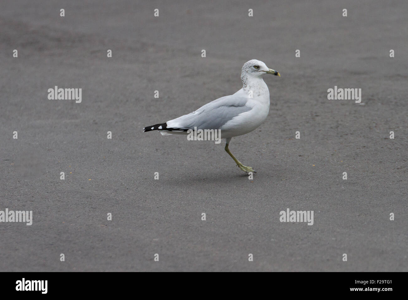 Une Jambe manquante seagull walking Banque D'Images