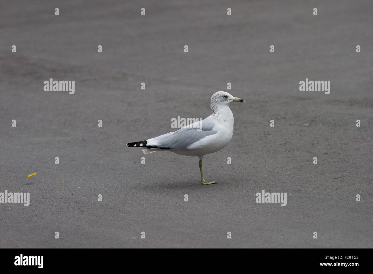 Une jambe mouette oiseau handicap Banque D'Images