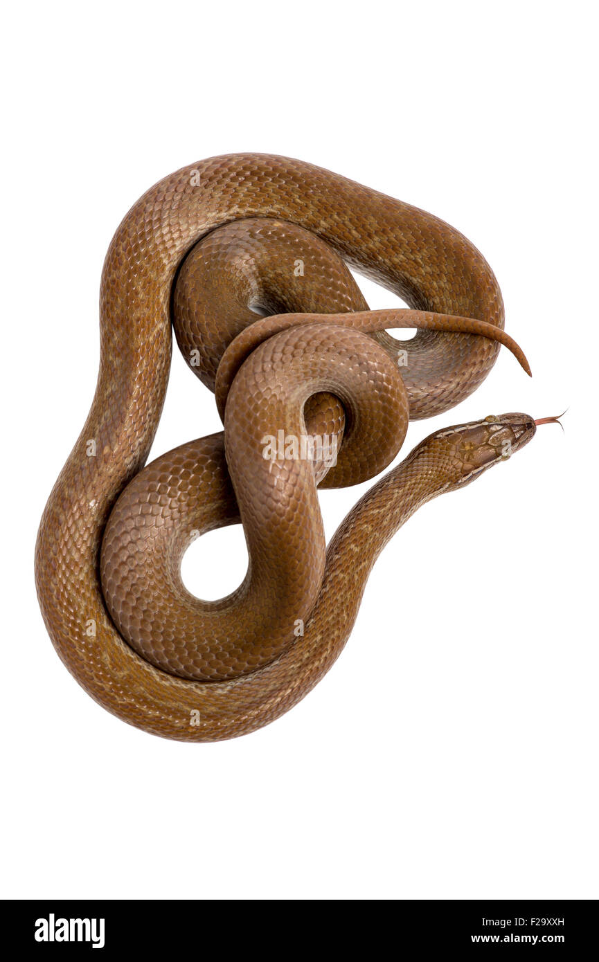 Cap House Snake (Boaedon capensis) Banque D'Images