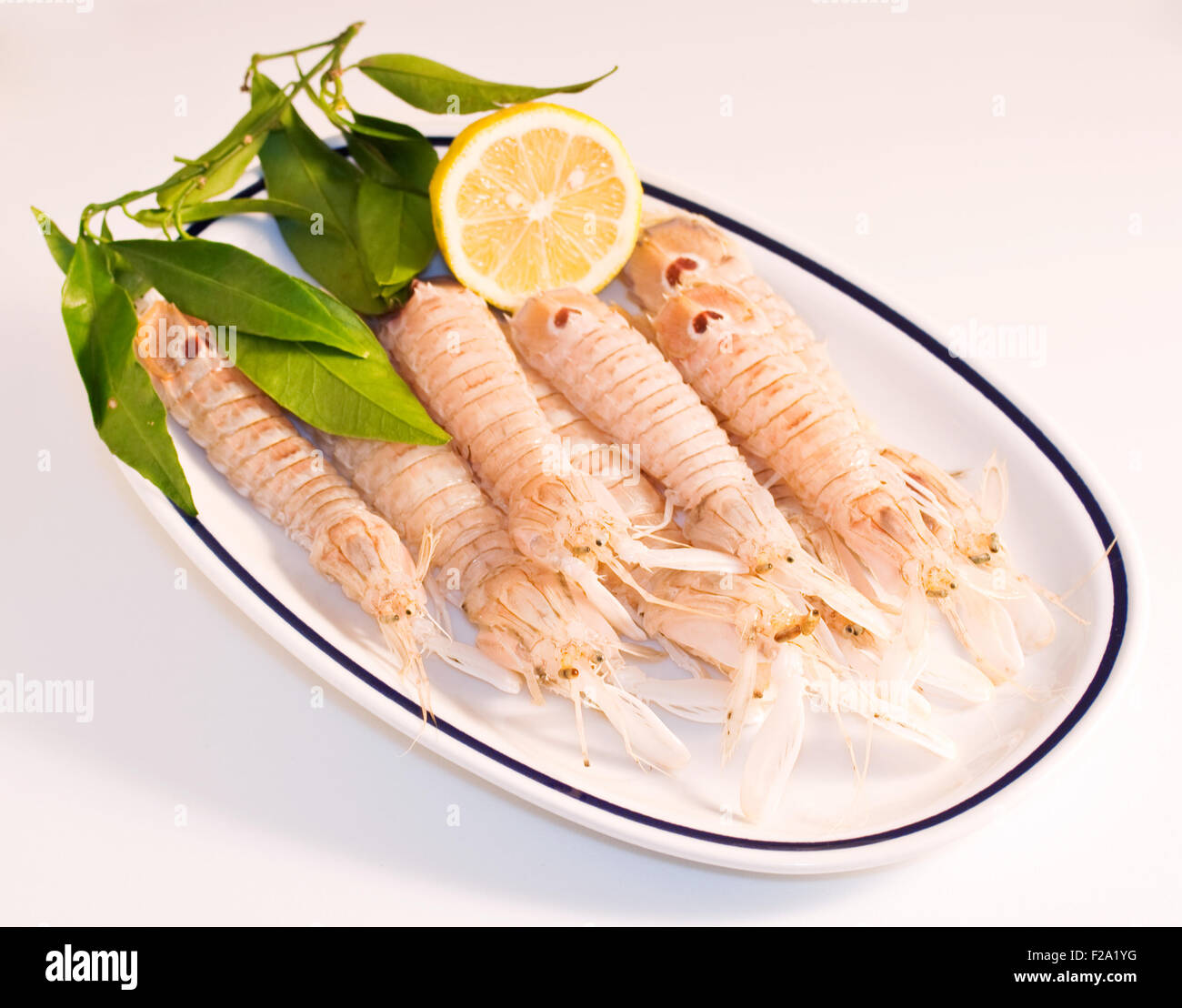 Squilla mantis, crustacé sur un plat Banque D'Images