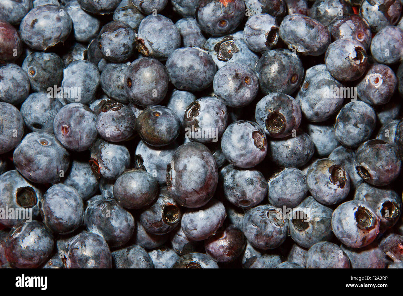 Le nord de l'airelle en corymbe (Vaccinium corymbosum) Banque D'Images