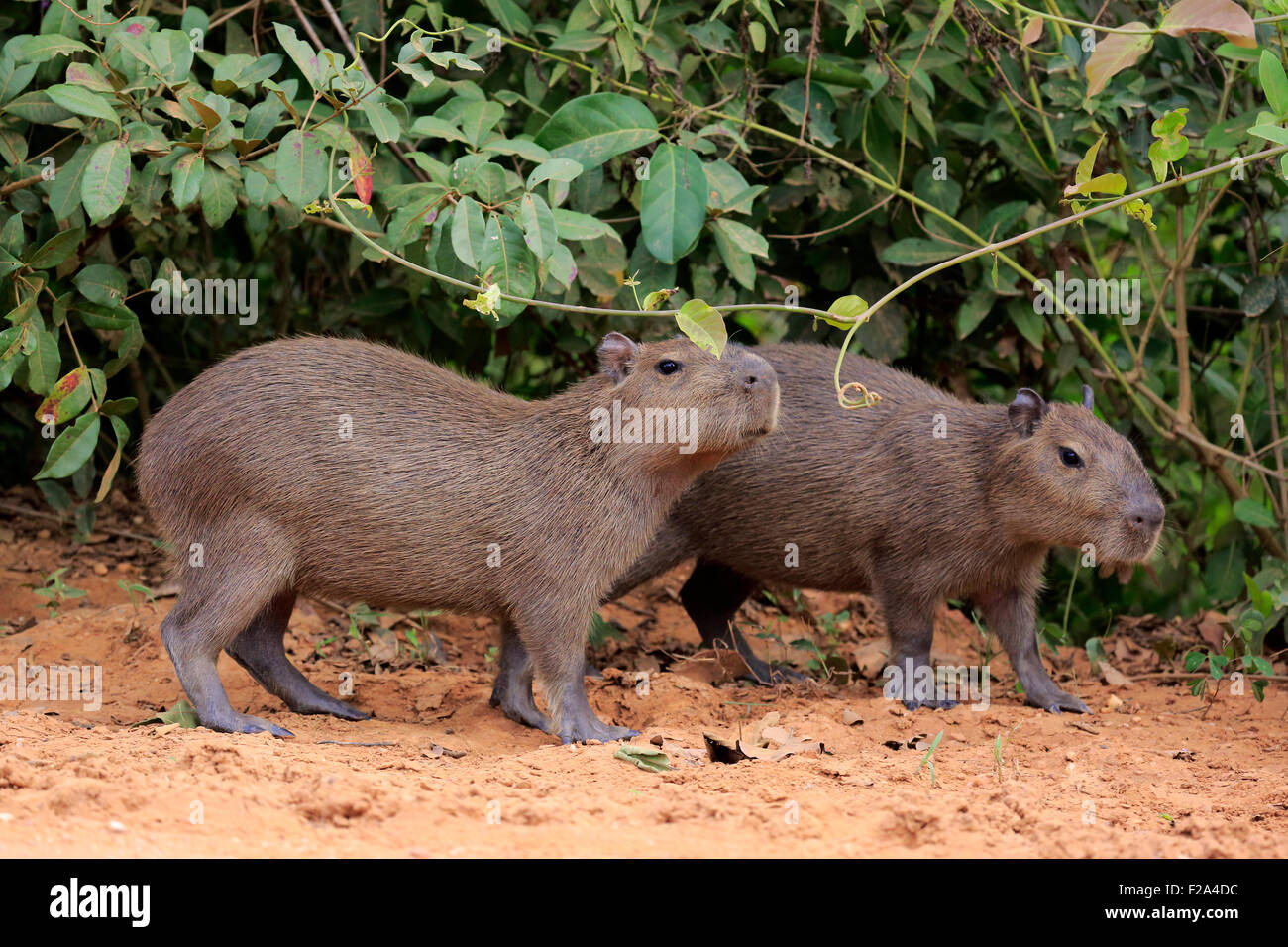 Capybara (Hydrochoerus hydrochaeris), les jeunes animaux, sur terre, Pantanal, Mato Grosso, Brésil Banque D'Images