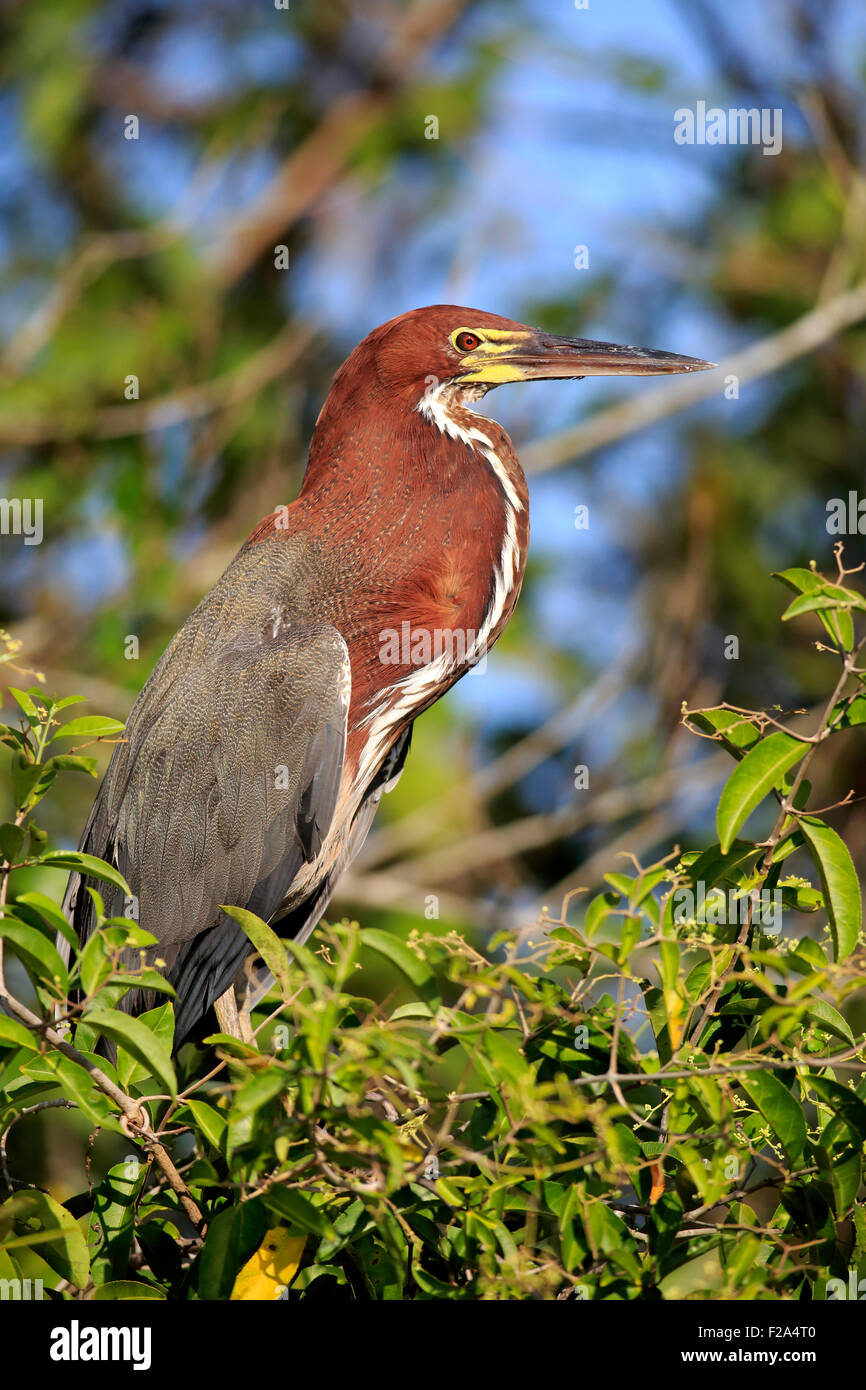 Rufescent tiger heron (Tigrisoma lineatum), des profils dans un arbre, Pantanal, Mato Grosso, Brésil Banque D'Images