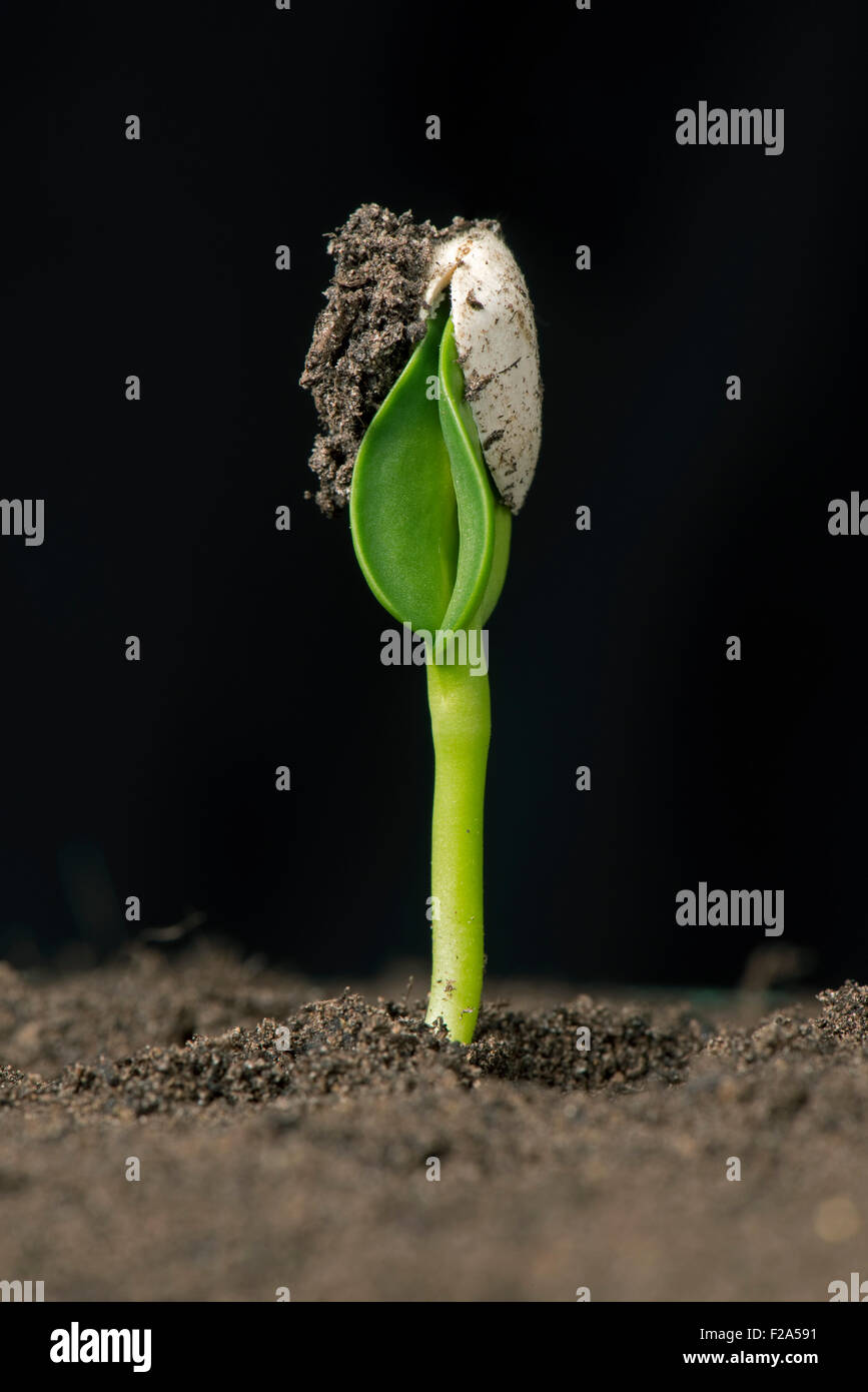 Germination des graines Banque de photographies et d’images à haute résolution Alamy
