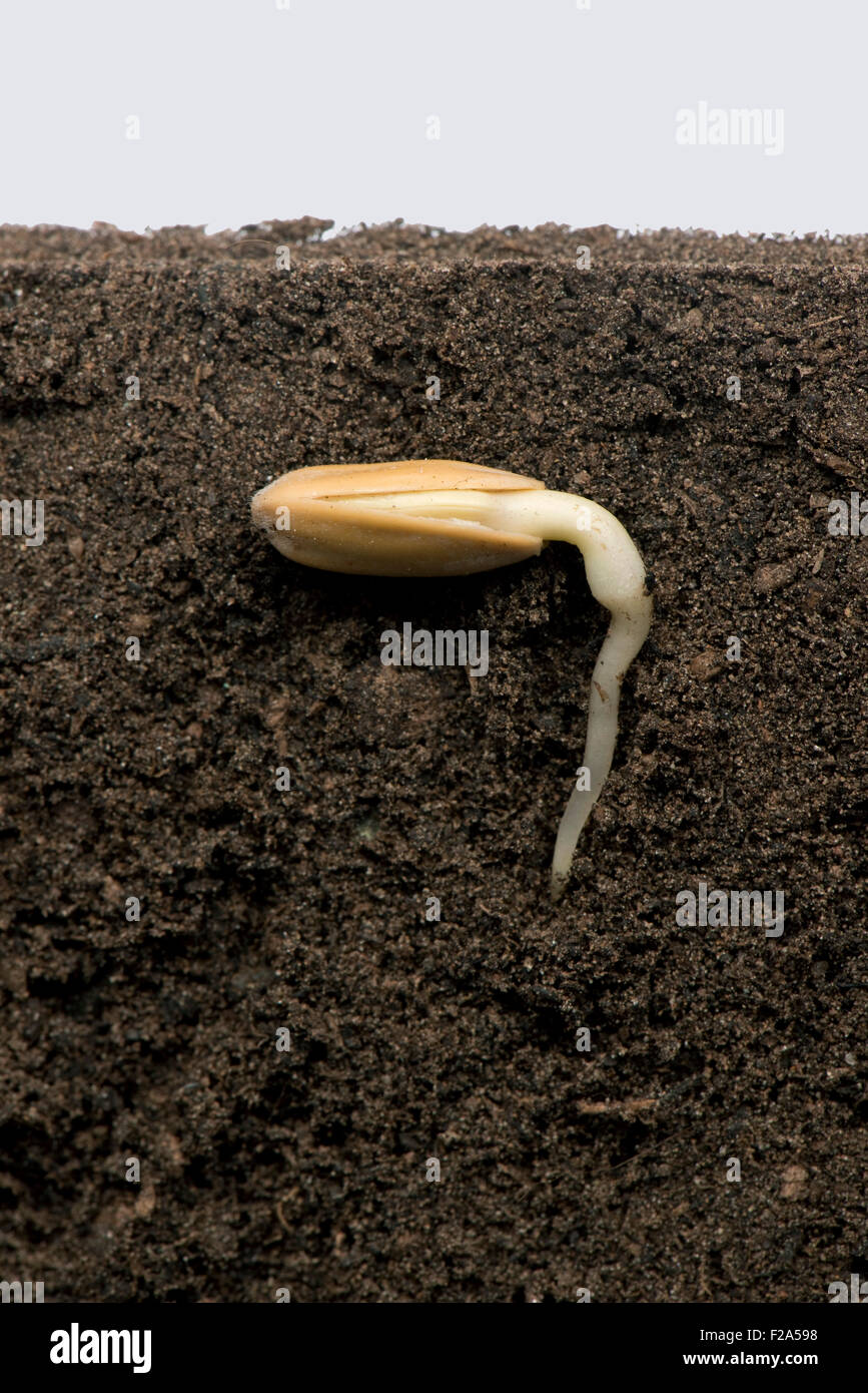 Les graines de tournesol dans ses téguments ou péricarpe ci-dessous de la surface du sol avec la racine ou en développement de la radicule (numéro de série 2) Banque D'Images