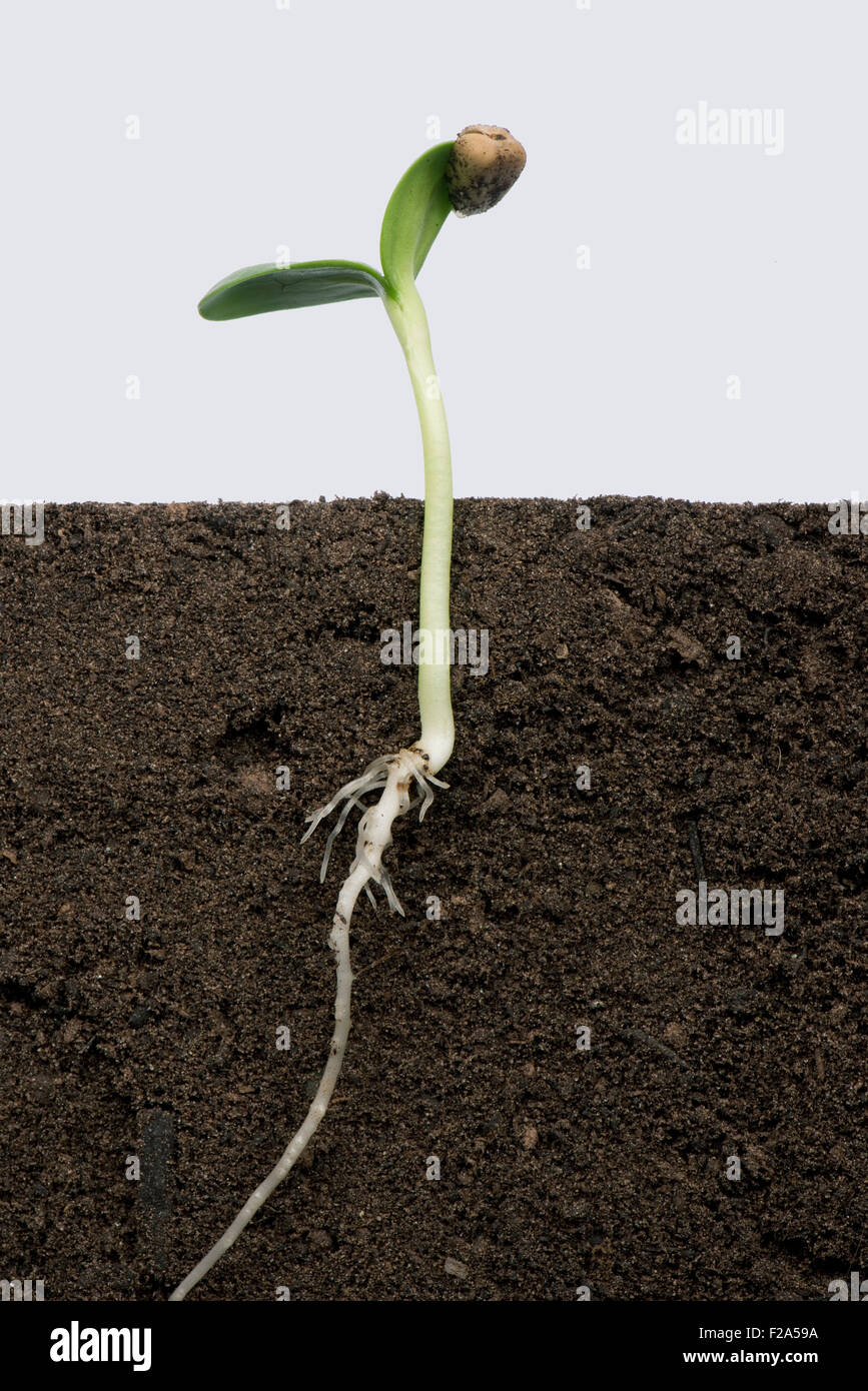 Des plantules de tournesol avec les cotylédons s'étendant par la graine ou la péricarpe encore attaché (numéro de série4) Banque D'Images