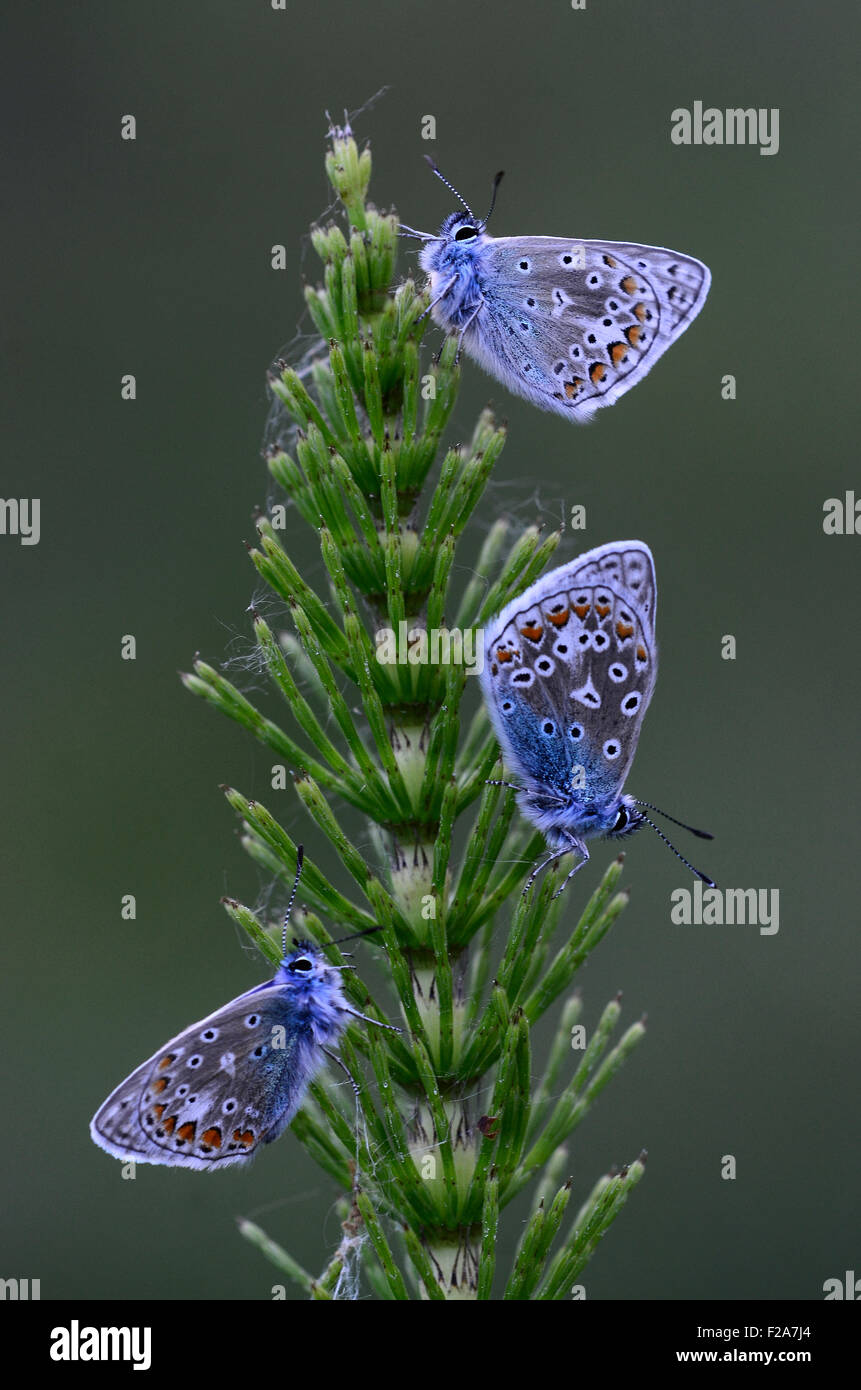 Trois papillons bleu commun au repos, Dorset, UK Juin 2015 Banque D'Images