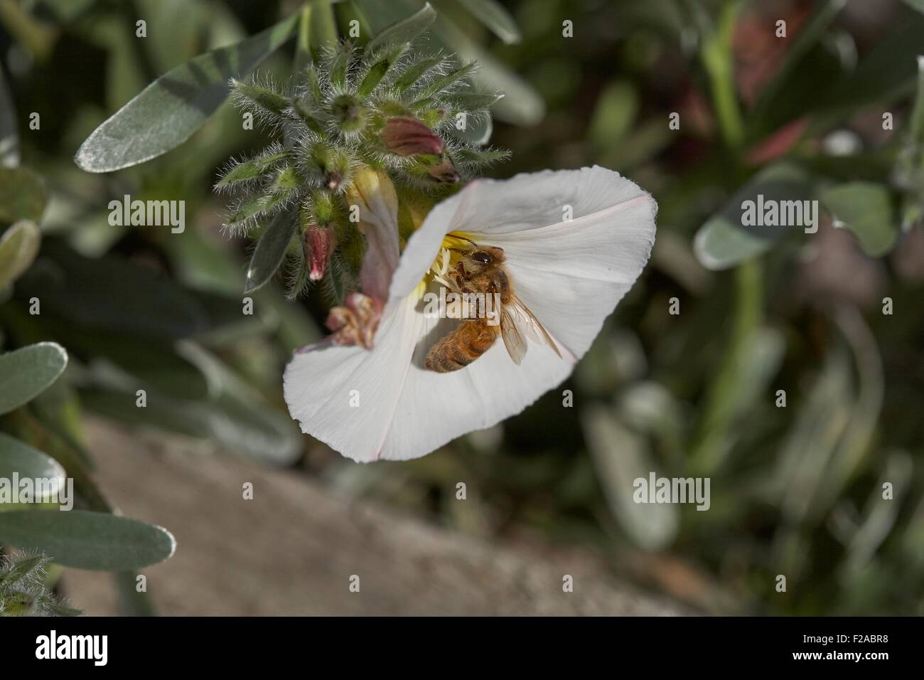 L'abeille Apis mellifera européenne la collecte de nectar Convolvulus cneorum, également connu sous le nom de silverbush, est une espèce de planifier Banque D'Images
