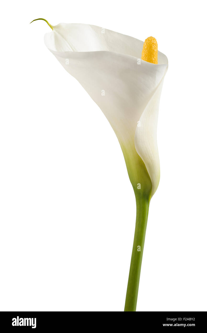 Calla Lily blanc, isolé sur blanc. Bud et full-bloom Banque D'Images