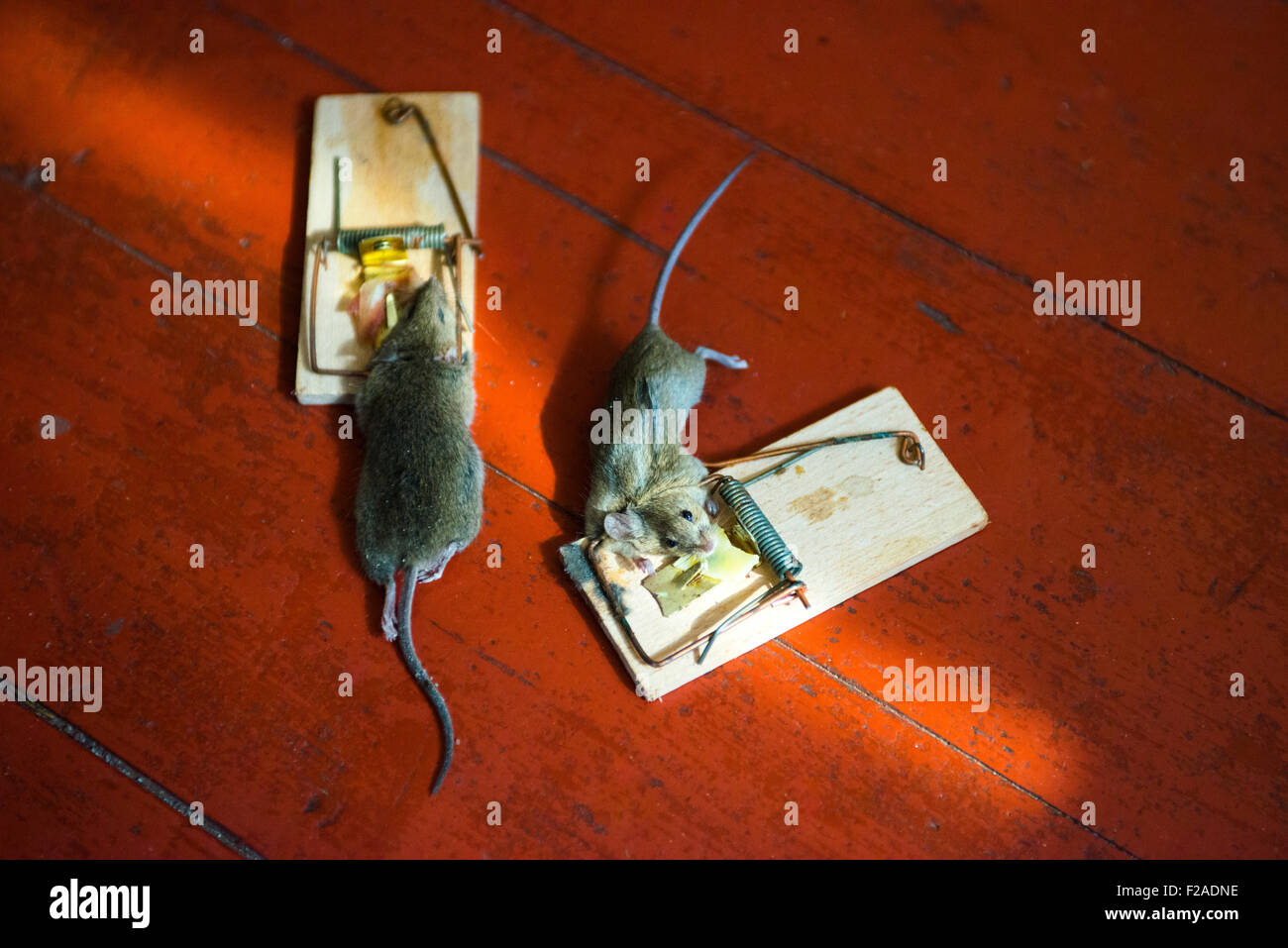 Le piège à souris maison commune, morts, capturés, tués Photo Stock - Alamy