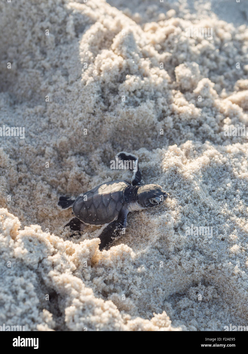Petite Tortue Verte Chelonia Mydas Egalement Connu Sous Le Nom De Tortues De Mer Noir Ou Du Pacifique Tortue Verte Sur Son Chemin Vers La Mer Sur Un Etre Photo Stock