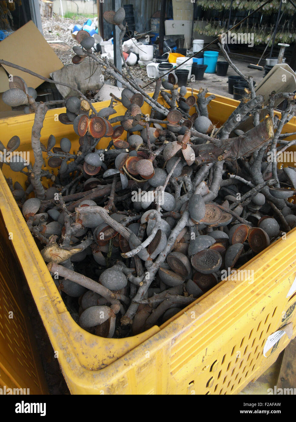 Hakea les coupelles de semences destinées à l'exportation dans des hangars de séchage à la ferme près de fleurs sauvages de l'Ouest, région de Wheatbelt Moora, dans l'ouest de l'Austral Banque D'Images