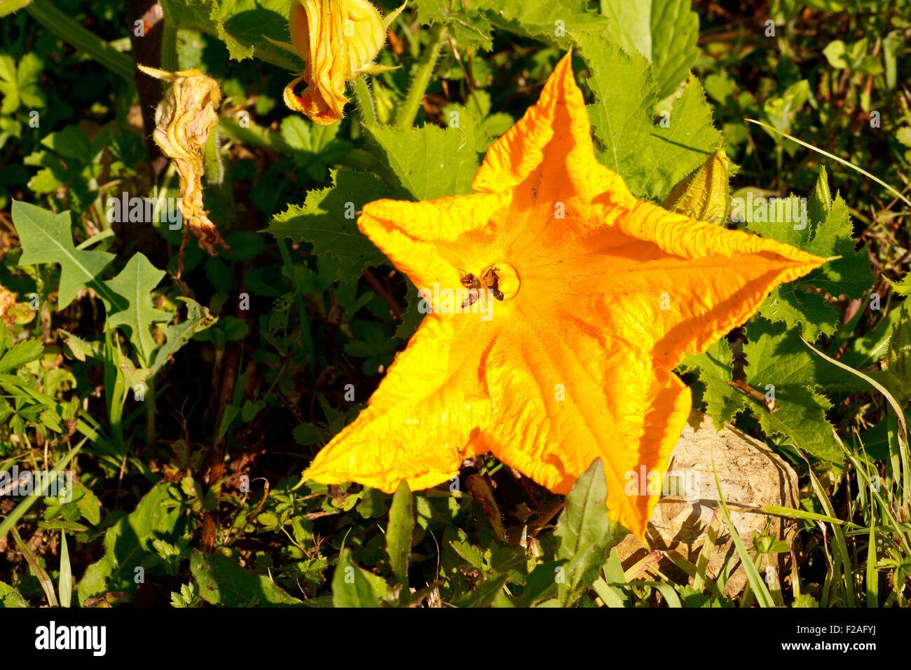 Close up de fleur de courgette jaune ouvert Banque D'Images
