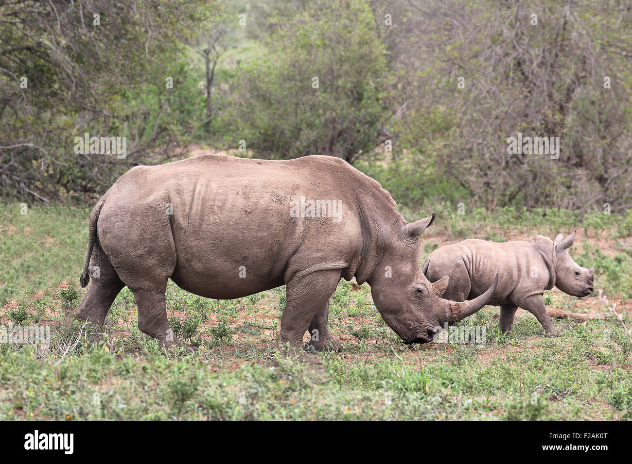 Une femme / rhino rhinoceros protéger son veau en Afrique du Sud Banque D'Images