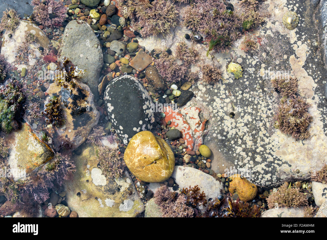 Cailloux mouchetée et d'algues dans une piscine dans les rochers sur la côte de Northumberland Banque D'Images