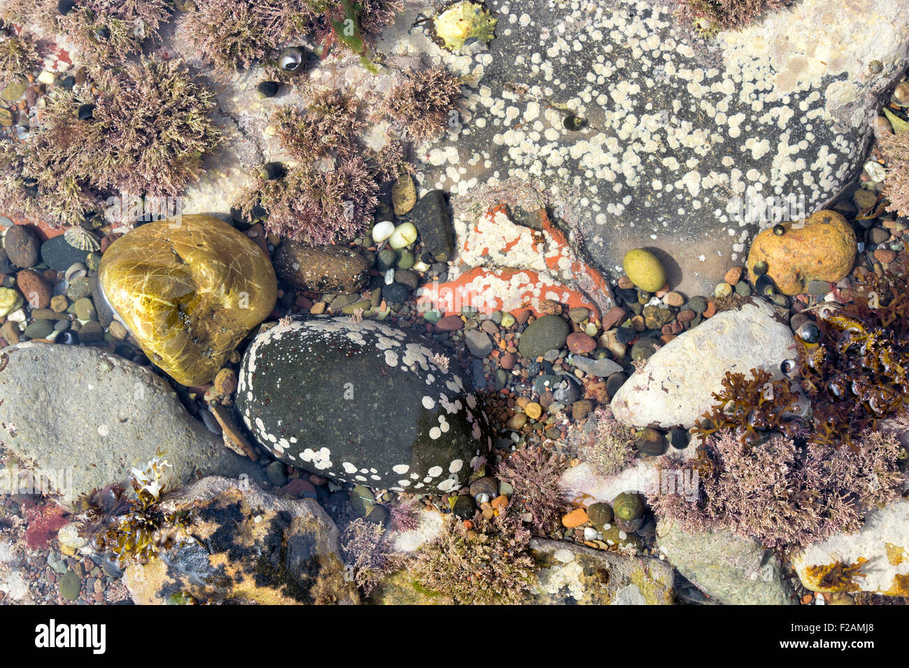 Cailloux mouchetée et d'algues dans une piscine dans les rochers sur la côte de Northumberland Banque D'Images