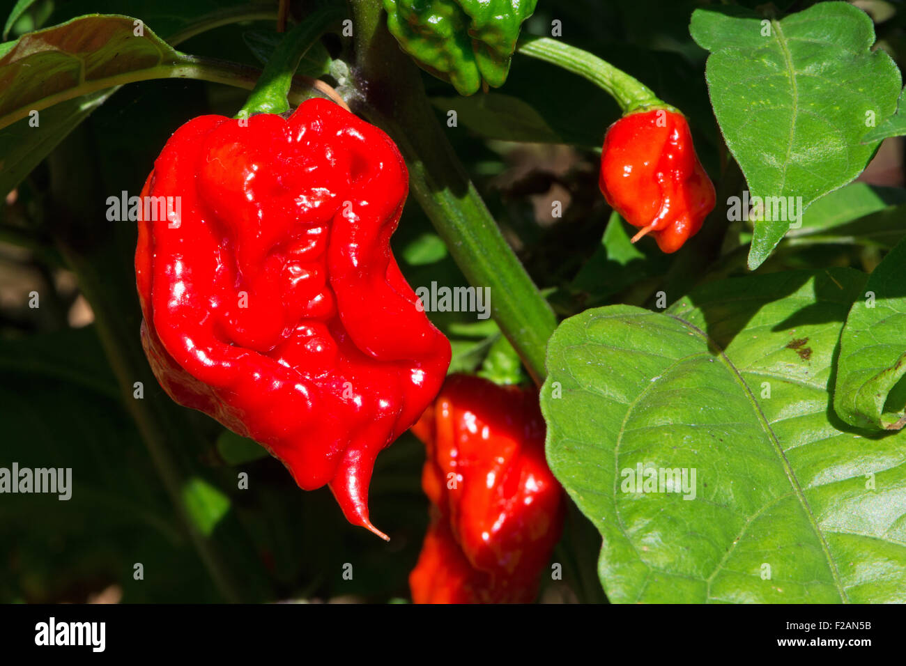 Caroline un Reaper piment (Capsicum chinense), actuellement la plus chaude (2013 - 2015 poivre). Banque D'Images