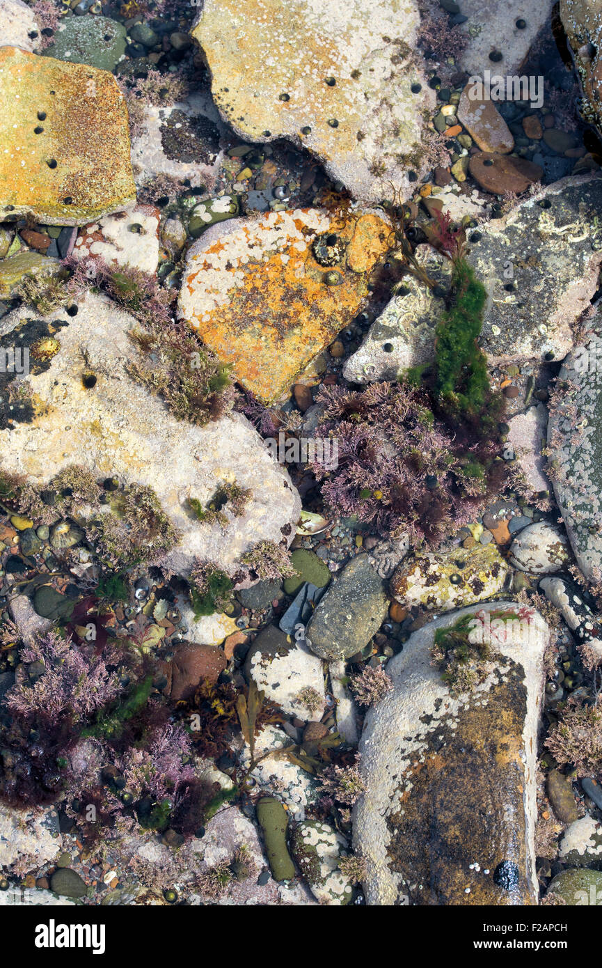 Cailloux mouchetée et d'algues dans une piscine dans les rochers sur la côte de Northumberland Banque D'Images