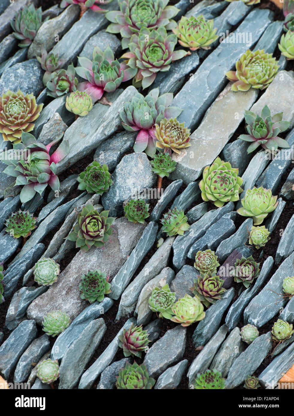 Sempervivum. Houseleek variétés dans entre les rochers dans une boîte afficher Banque D'Images