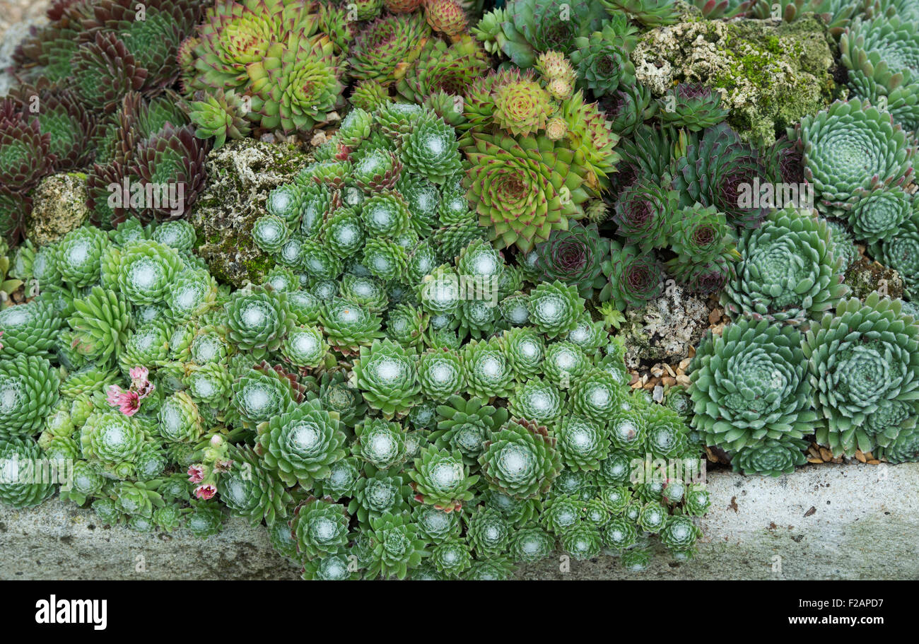 Sempervivum. Houseleek variétés dans un creux en pierre Banque D'Images