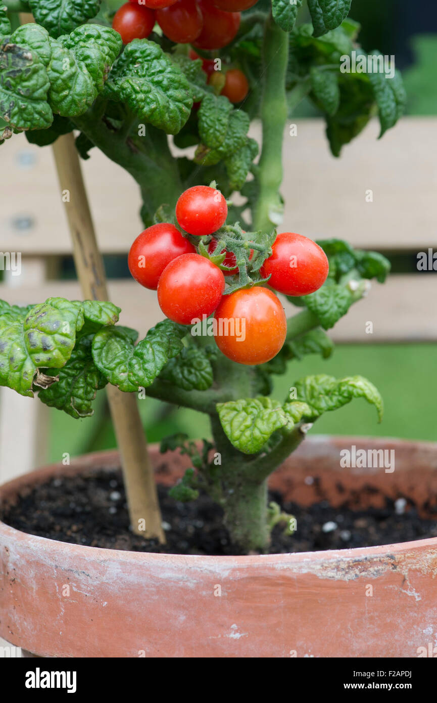 Lycopersicon esculentum. Tomate 'nain patio plum' F1 sur la vigne dans une plante en pot Banque D'Images