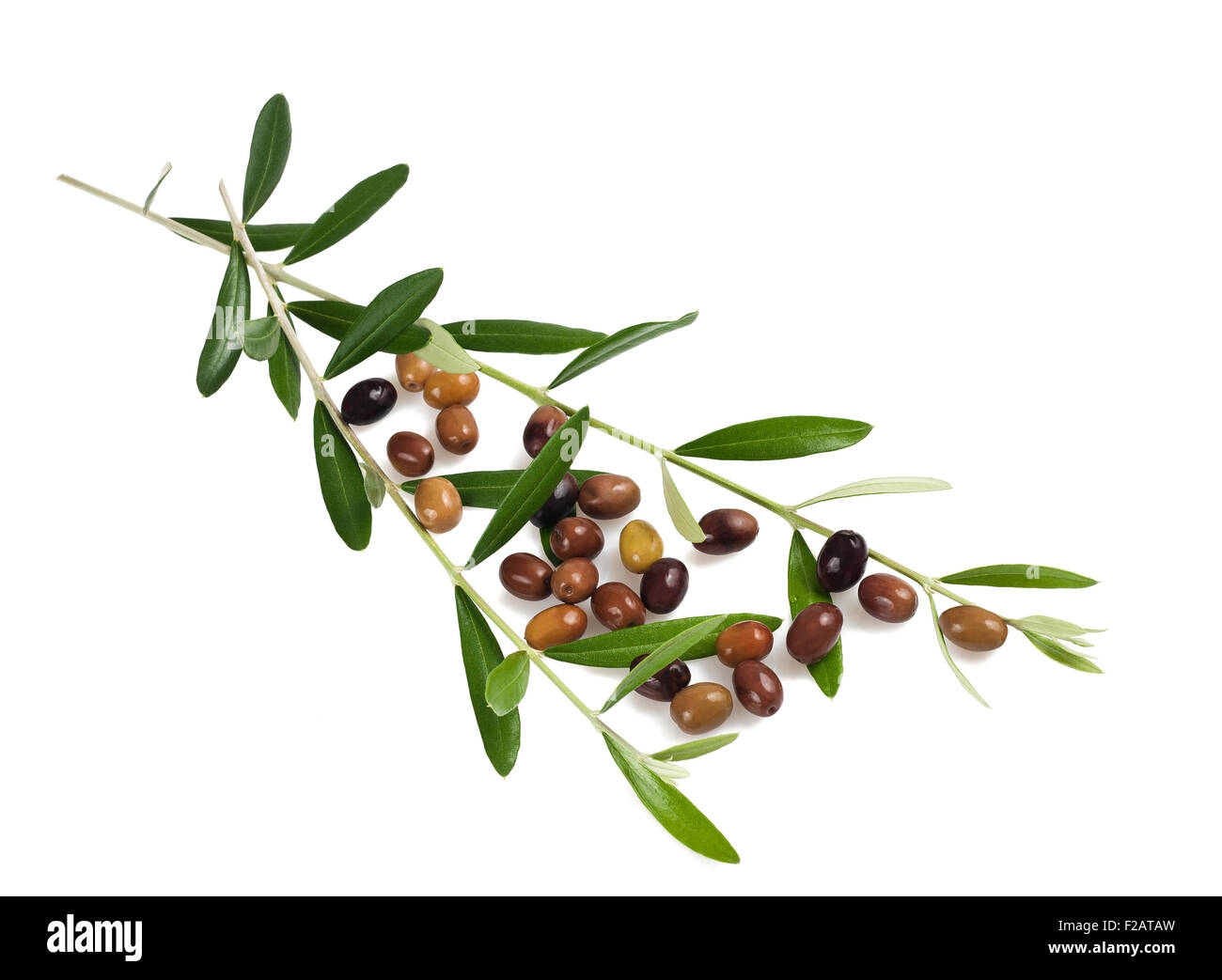 Branches d'olive olives avec isolated on white Banque D'Images