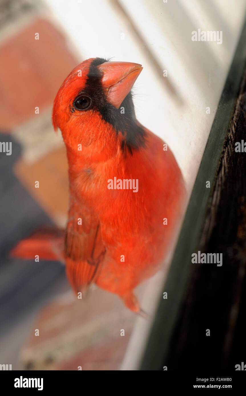 Dans la fenêtre d'oiseau Cardinal Banque D'Images