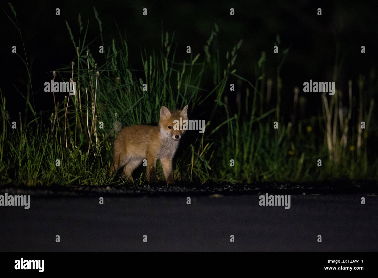 Jeune Vulpes vulpes / Red Fox / Fox / Rotfuchs / Fuchs debout à côté d'une route de nuit. Banque D'Images