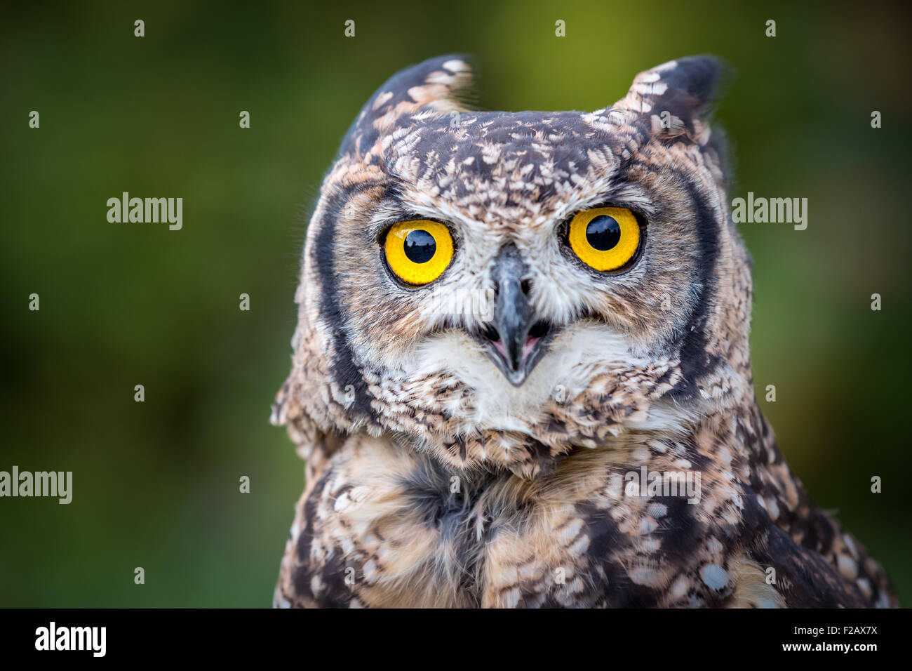 Le spotted eagle-owl (Bubo africanus) Banque D'Images