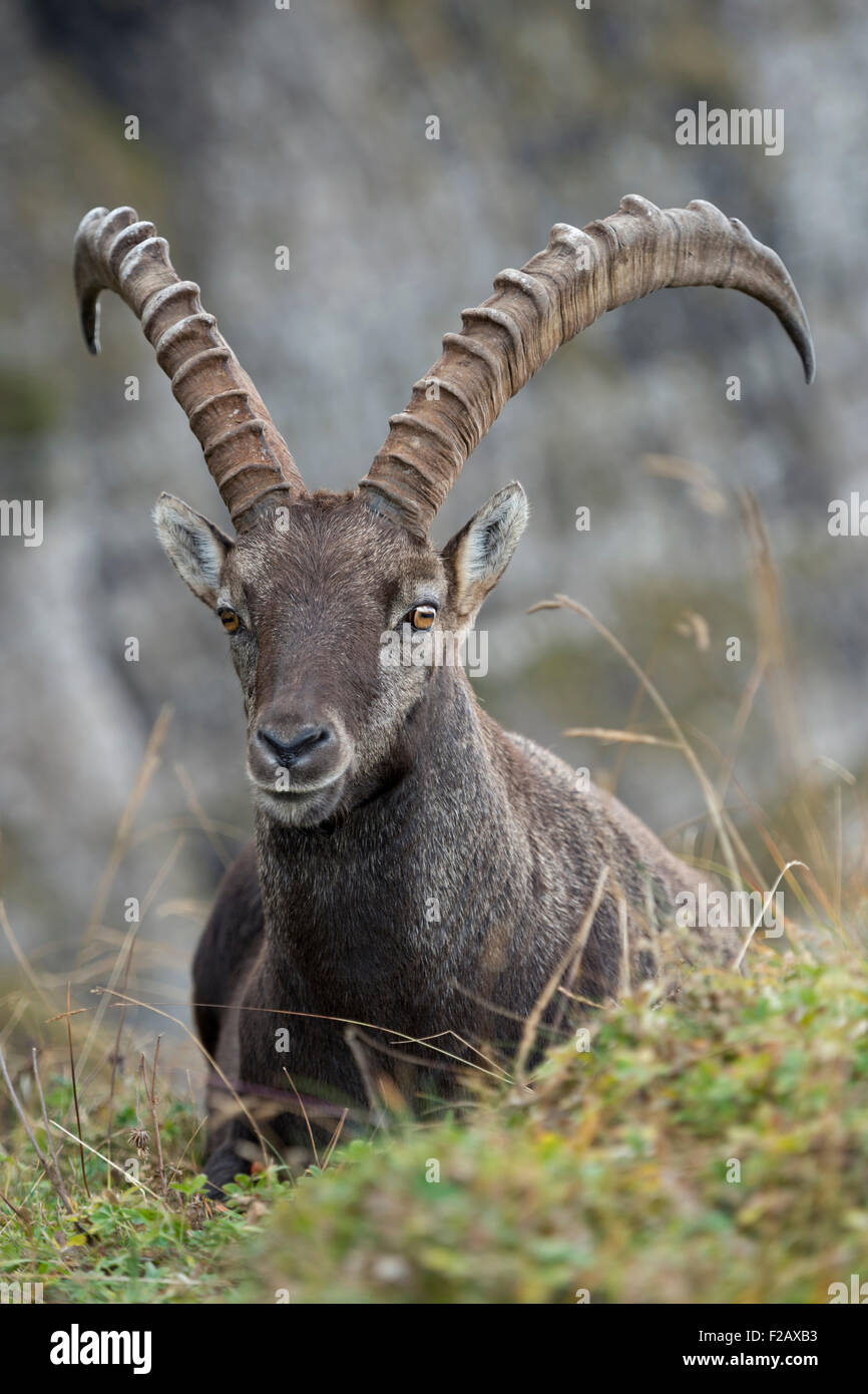 Mâle sauvage Alpine Ibex / Capra Ibex / Steinbock / Alpensteinbock reposant dans une magnifique chaîne de hautes montagnes, faune, Europe. Banque D'Images