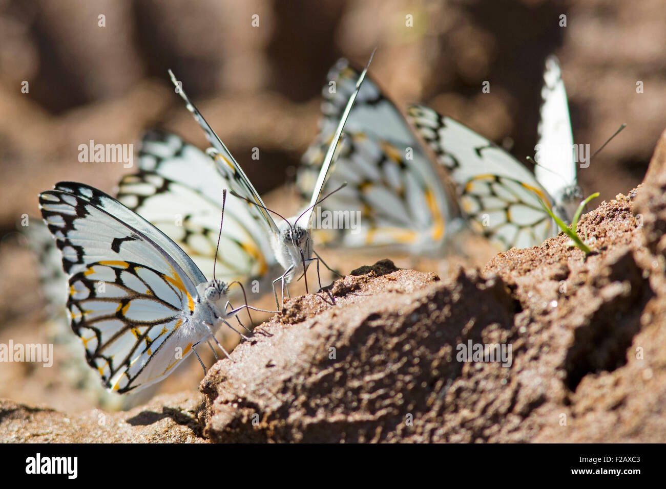 Papillons blancs africains Banque de photographies et d'images à haute  résolution - Alamy