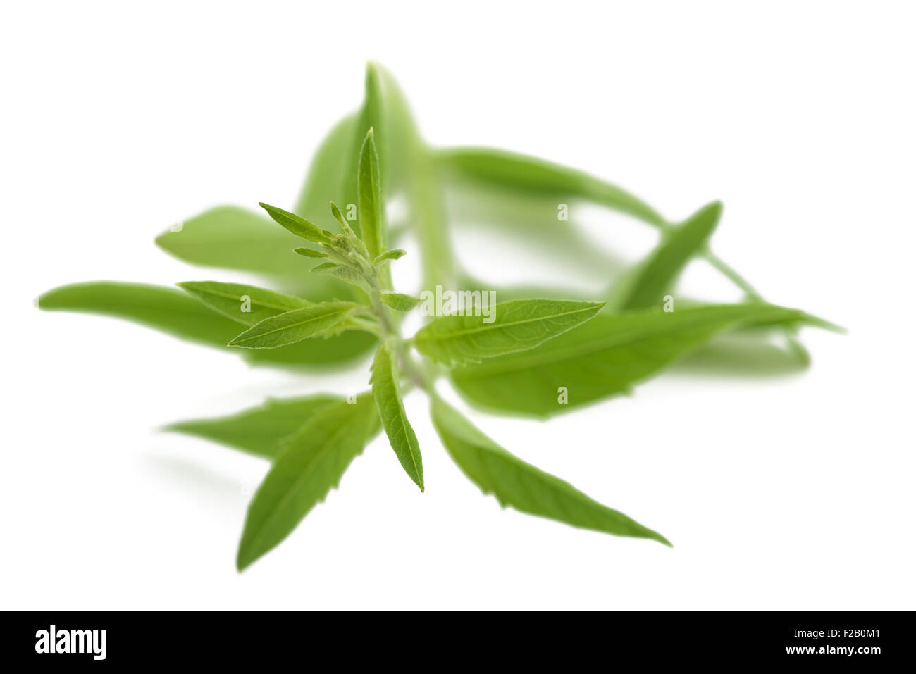 La citronnelle (Verbena) isolé sur fond blanc Banque D'Images