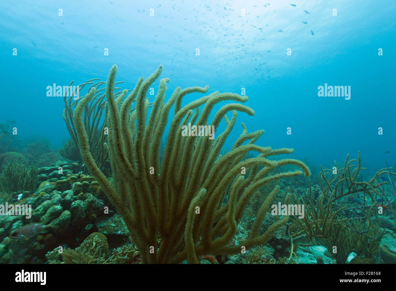 Sea rod géant (Plexaurella nutans) dans la mer des Caraïbes. V.D. Photo Banque D'Images