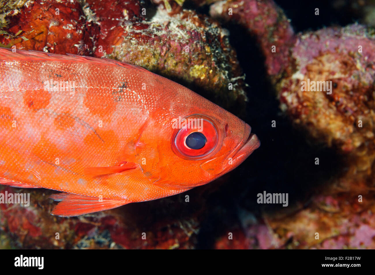 Le thon obèse dans la mer des Caraïbes. V.D. Photo Banque D'Images