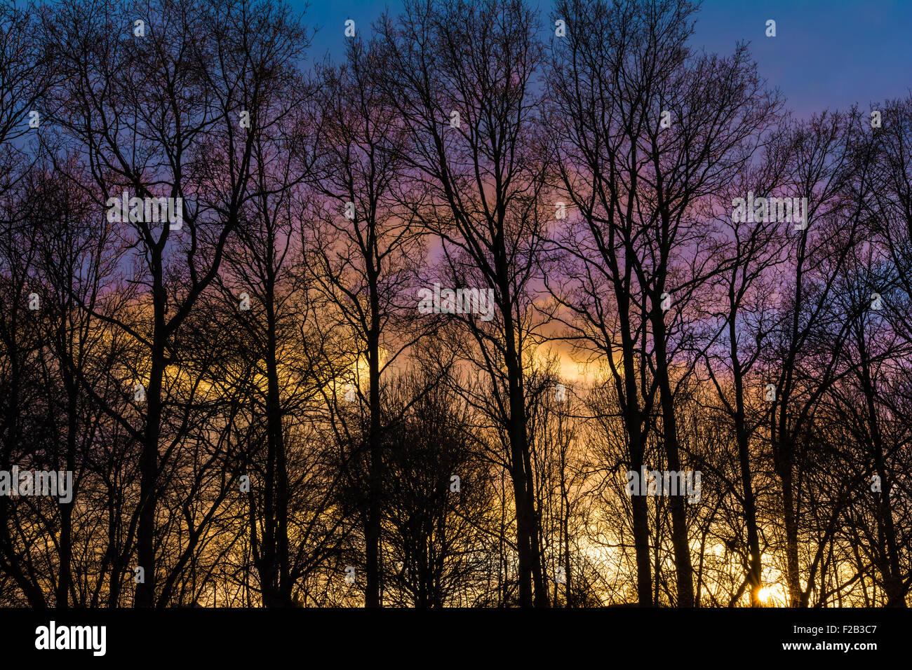 Ciel coloré au soir au coucher du soleil avec des arbres en premier plan Banque D'Images