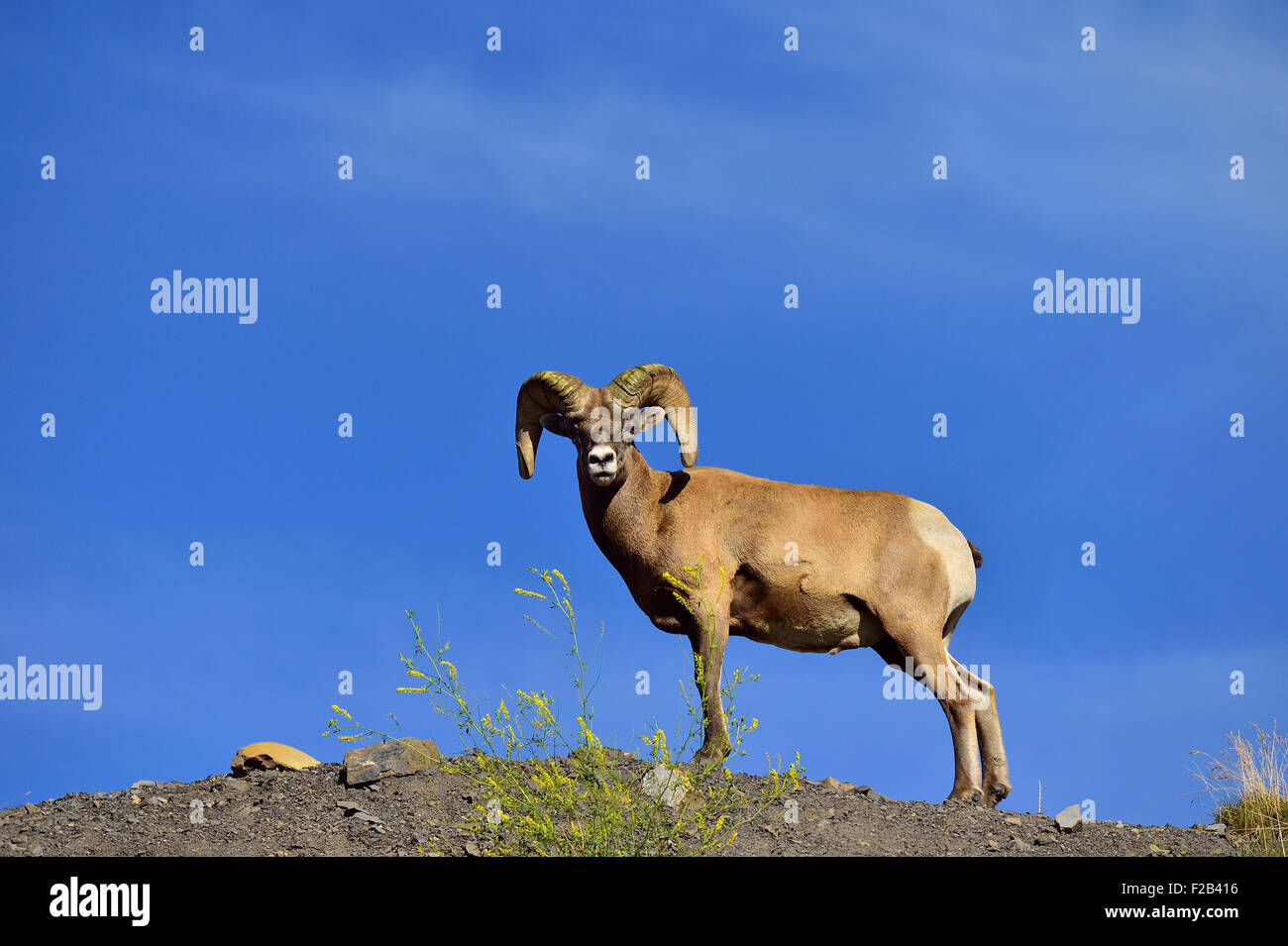 Un adulte wild le mouflon d'ram, Orvis canadensis ; debout sur une crête Banque D'Images Un adulte wild le mouflon d'ram, Orvis canadensis ; debout sur une crête Banque D'Images