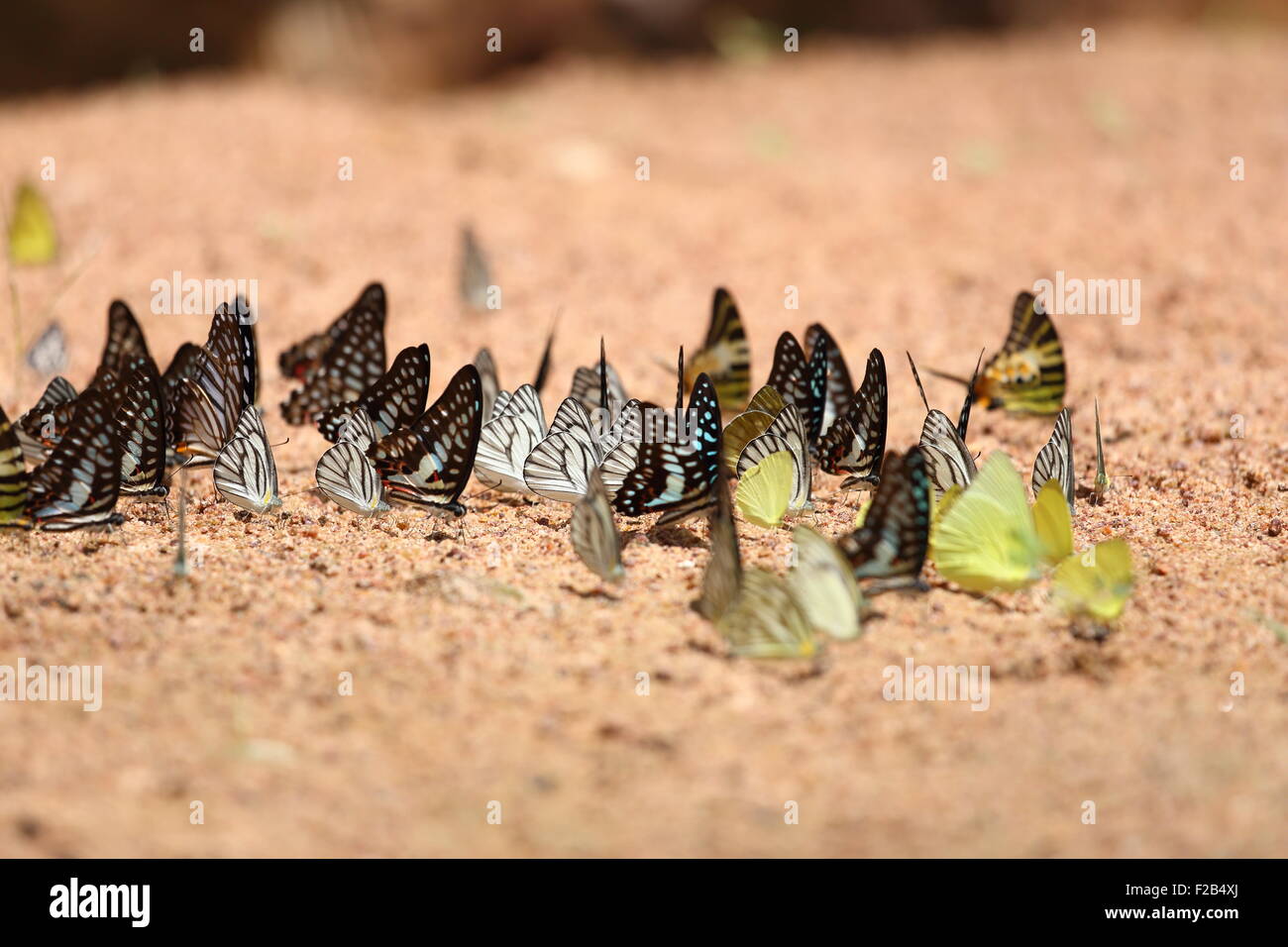 Groupe de papillon sur le terrain (Common Jay, Graphium antiphates itamputi (Butler), petite herbe jaune, rayé) Albatros Banque D'Images