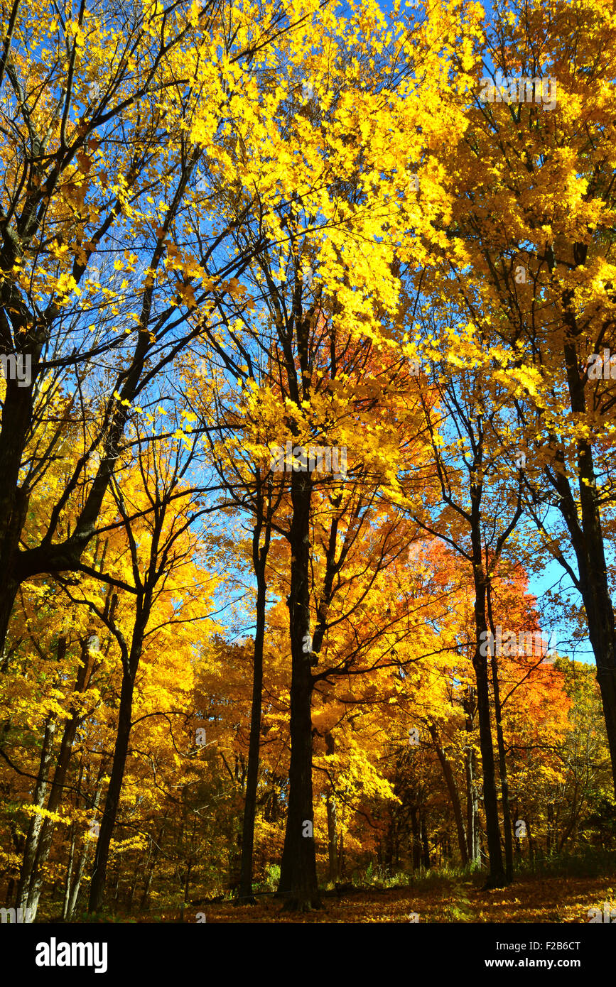 Couleurs d'automne au Devil's Lake State Park près de Baraboo, Wisconsin Banque D'Images