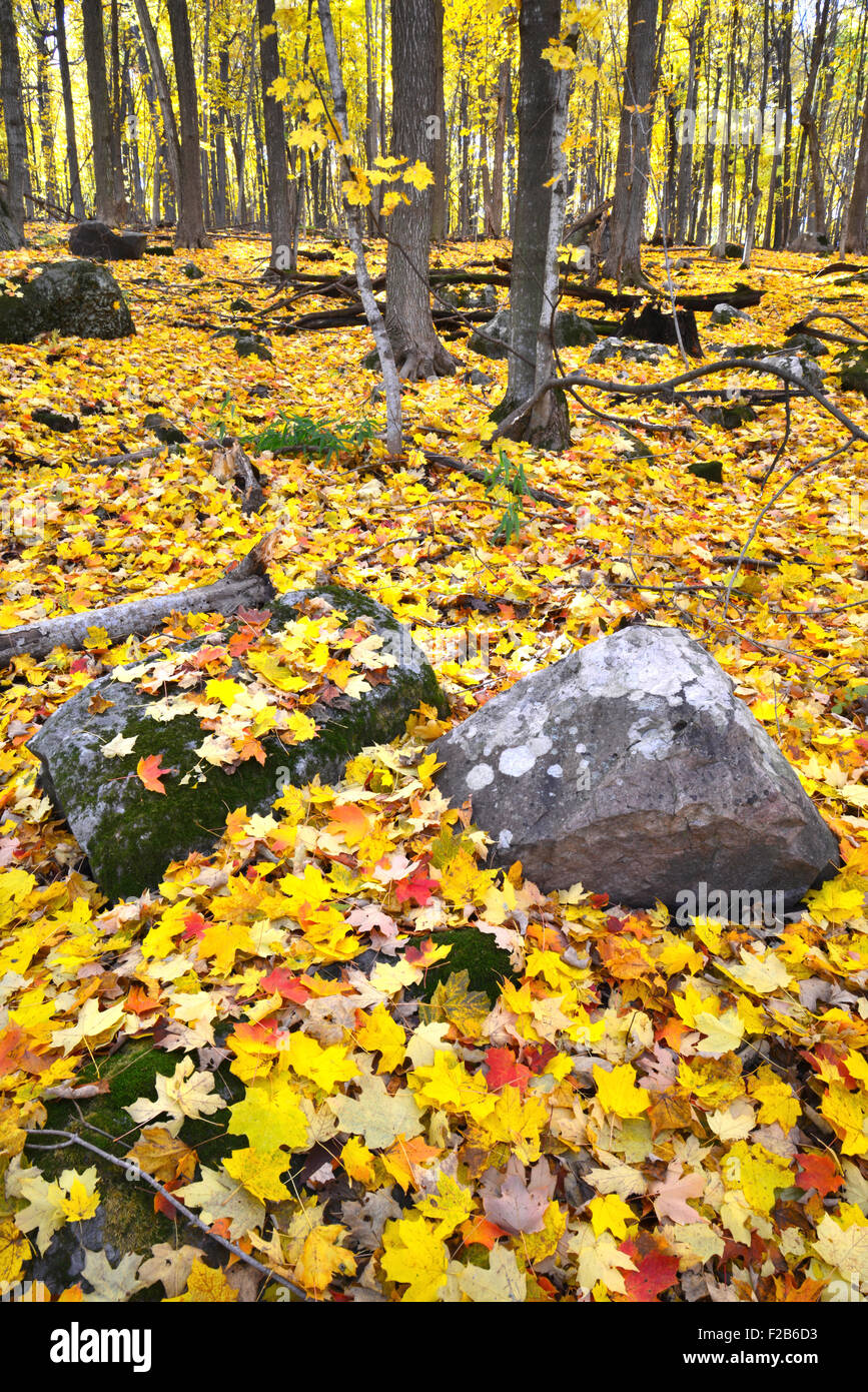 Couleurs d'automne au Devil's Lake State Park près de Baraboo, Wisconsin Banque D'Images