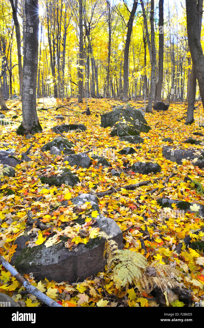 Couleurs d'automne au Devil's Lake State Park près de Baraboo, Wisconsin Banque D'Images