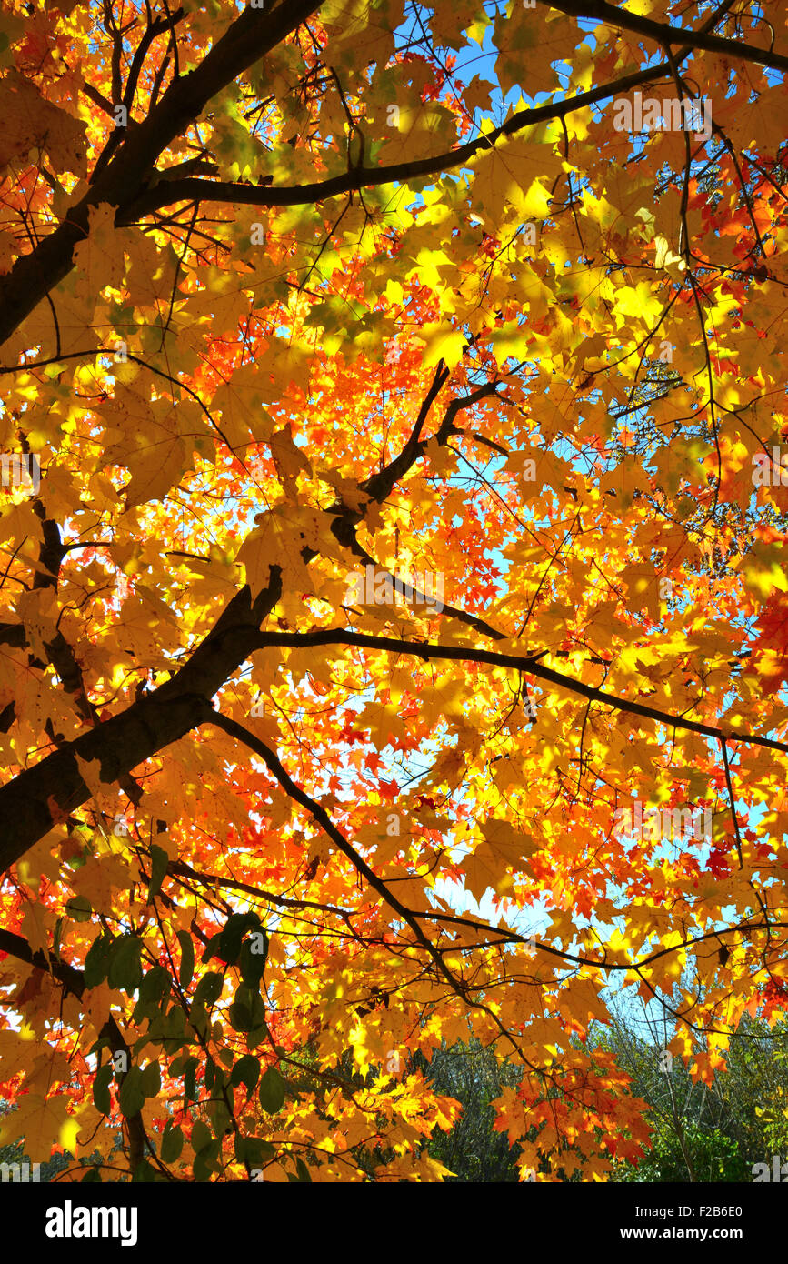 Couleurs d'automne au Devil's Lake State Park près de Baraboo, Wisconsin Banque D'Images