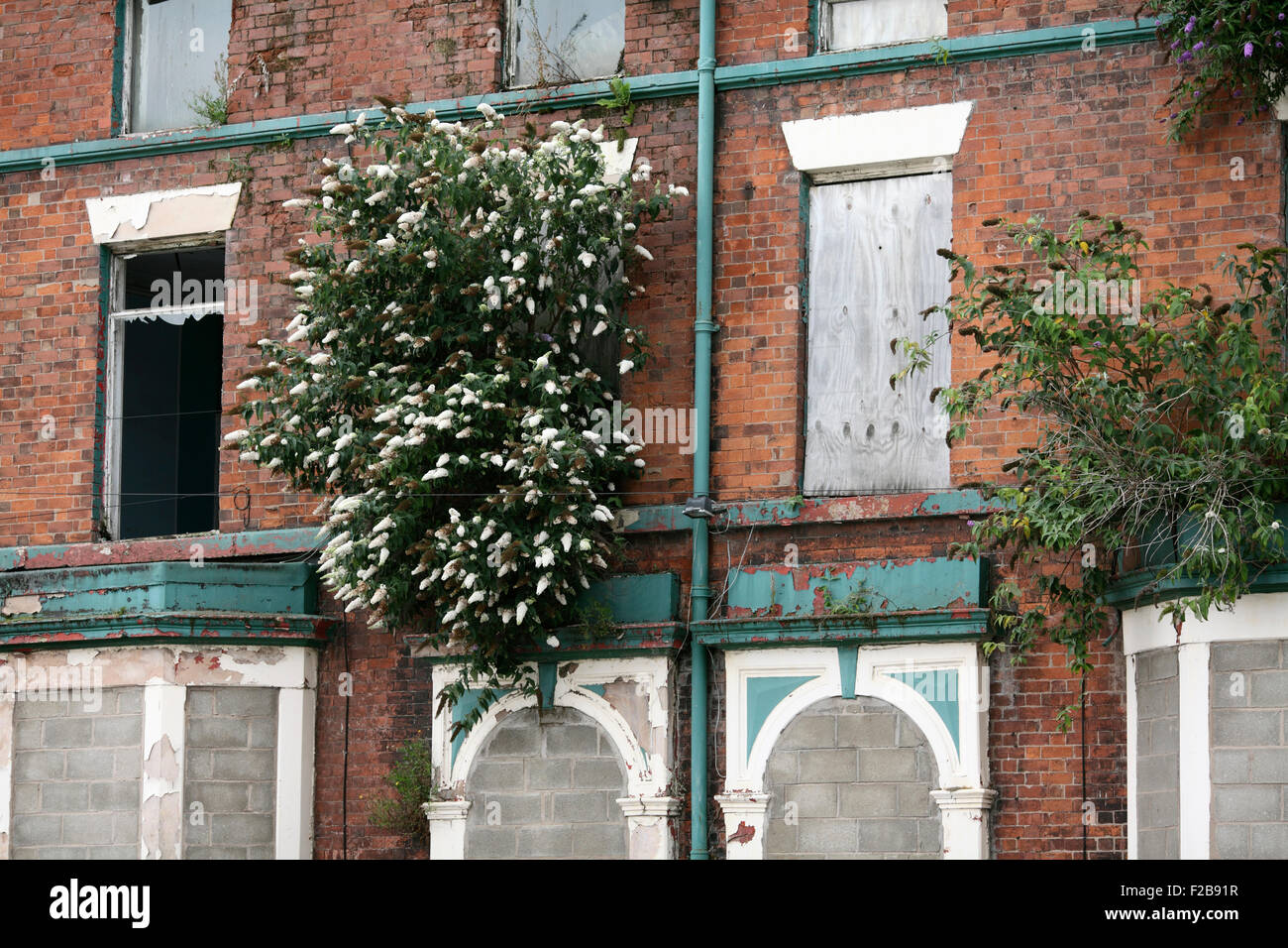Buddleia blanc émergeant d'une aperçu de bâtiment désaffecté, Hawthorne Road, Liverpool. Banque D'Images