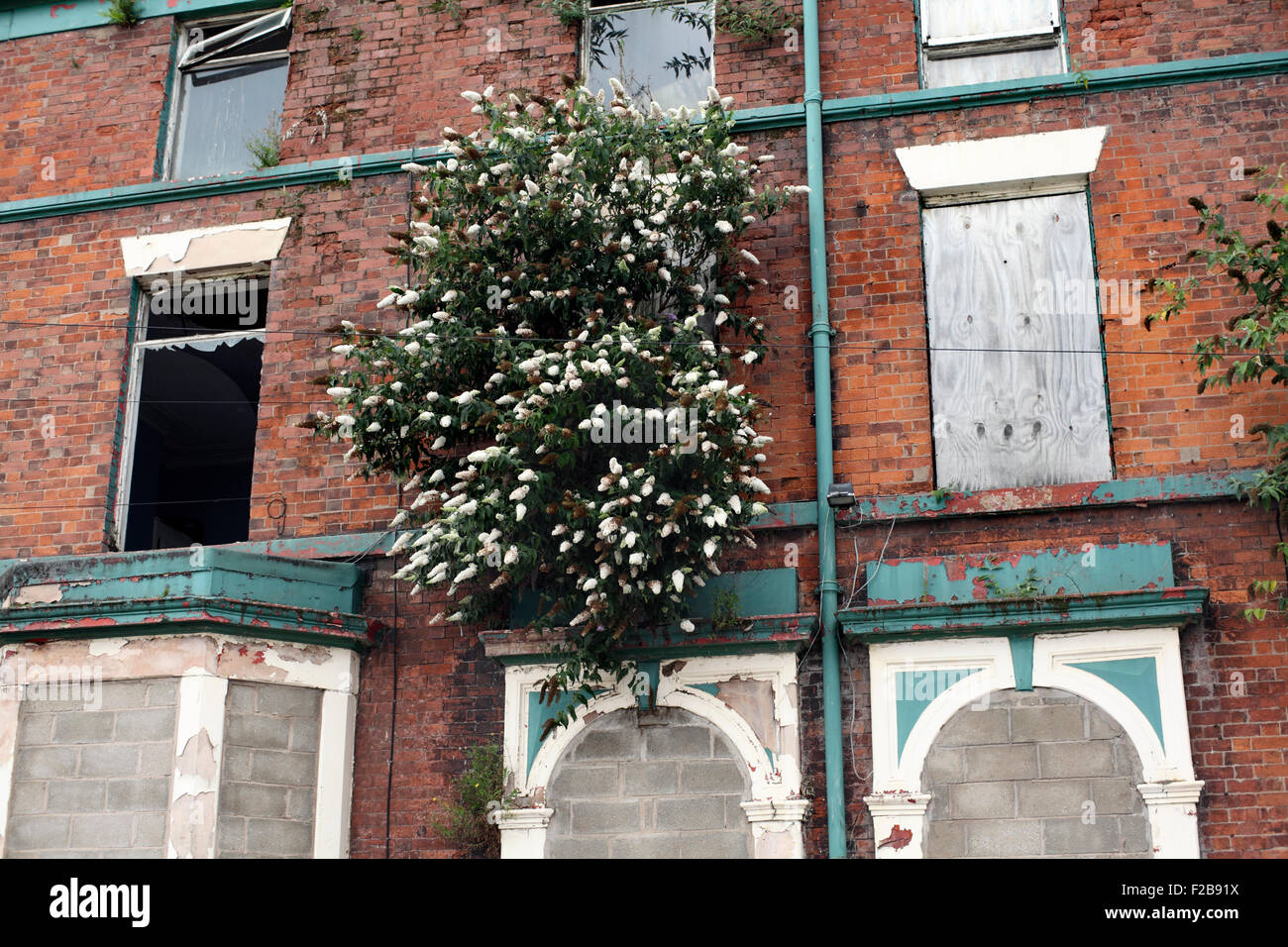 Buddleia blanc émergeant d'une aperçu de bâtiment désaffecté, Hawthorne Road, Liverpool. Banque D'Images