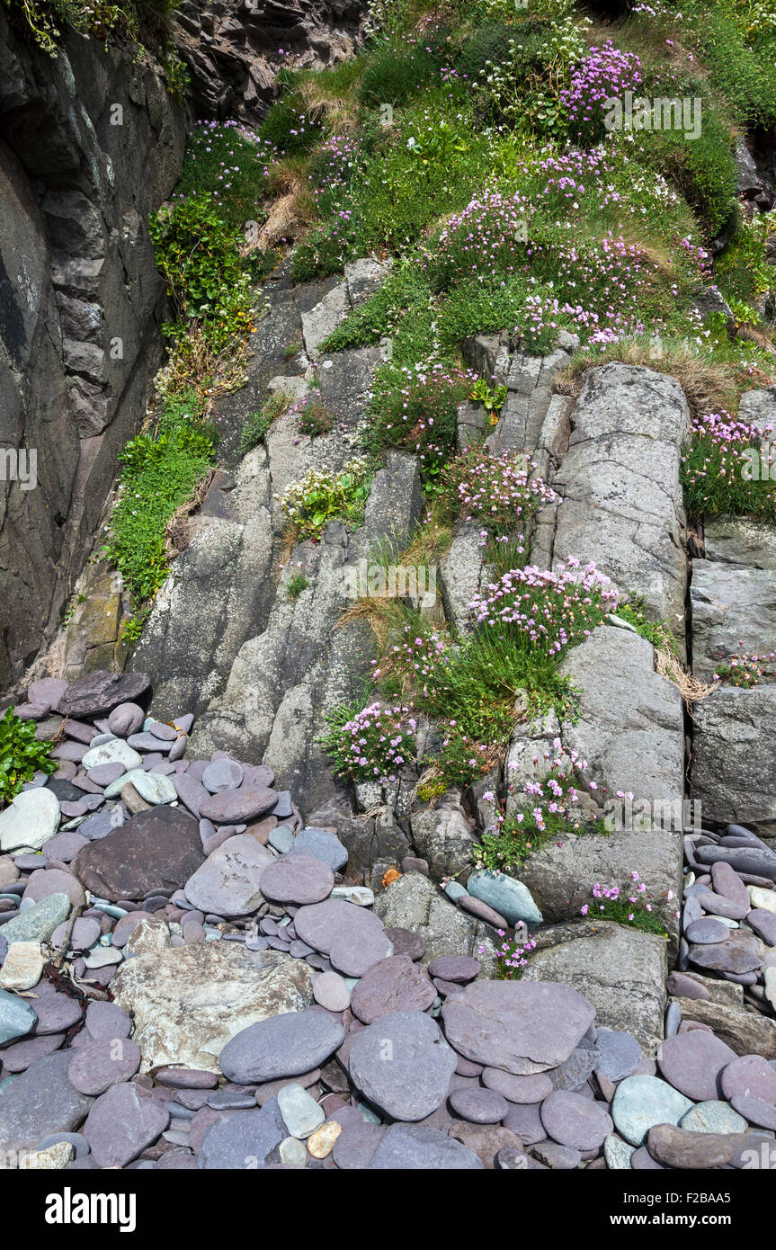 Fleurs sauvages poussant dans les rochers sur une plage à Pembrokeshire, Pays de Galles. Mad trucker 2 rochers gris à la base d'une falaise. Banque D'Images