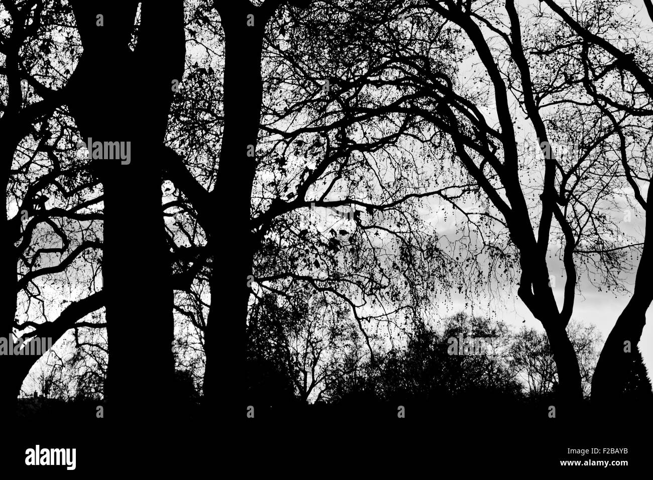 Silhouette d'arbres à Hyde Park, Londres, Angleterre Banque D'Images