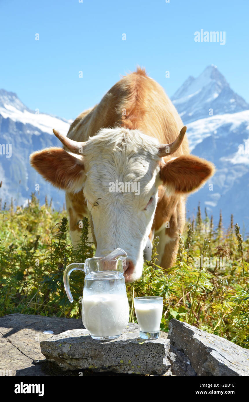 Pichet de lait contre troupeau de vaches. Région de la Jungfrau, en Suisse Banque D'Images