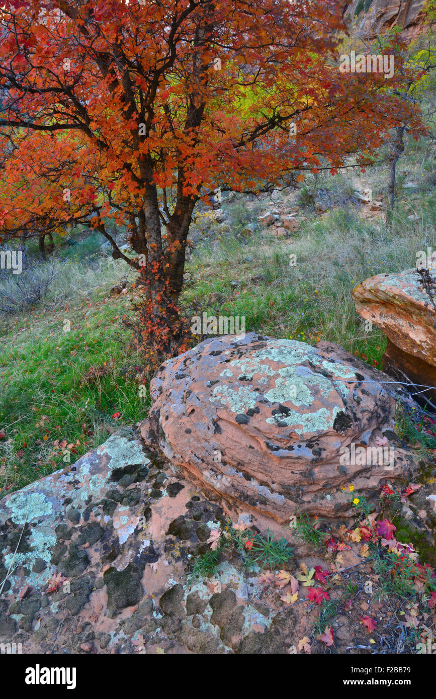 La couleur de l'automne dans la région de Zion Canyon de Zion National Park dans le sud-ouest de l'Utah Banque D'Images
